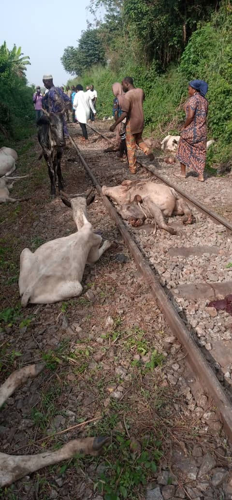 TRAIN DERAILS, KILLS 47 CATTLE IN OSUN